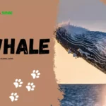 Whale