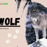 Wolf