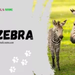 Zebra