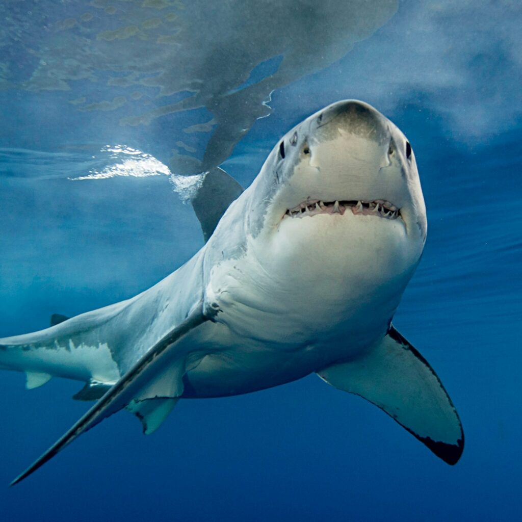 Shark: History, Facts, Size, Habitat, Classification & Much More ...