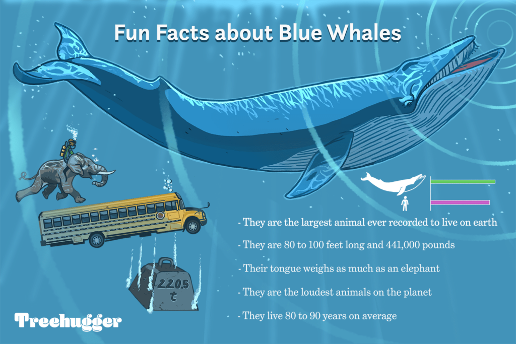 Blue Whale: History, Facts, Size, Habitat, Classification & Much More