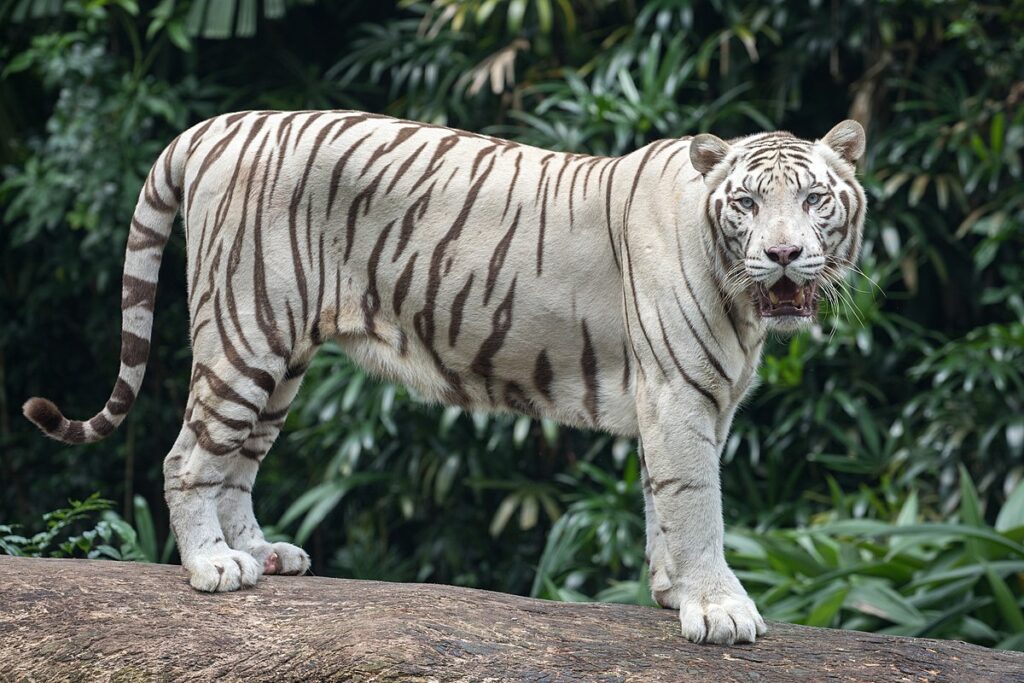 White Tiger: History, Facts, Size, Habitat, Classification & Much More ...