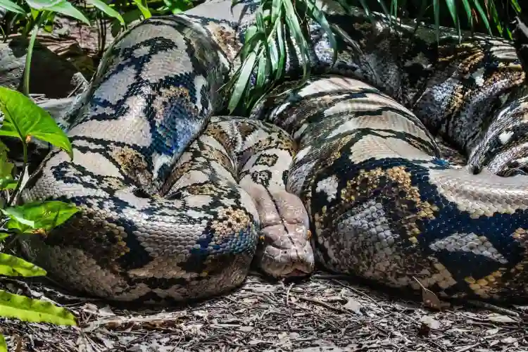 Anaconda