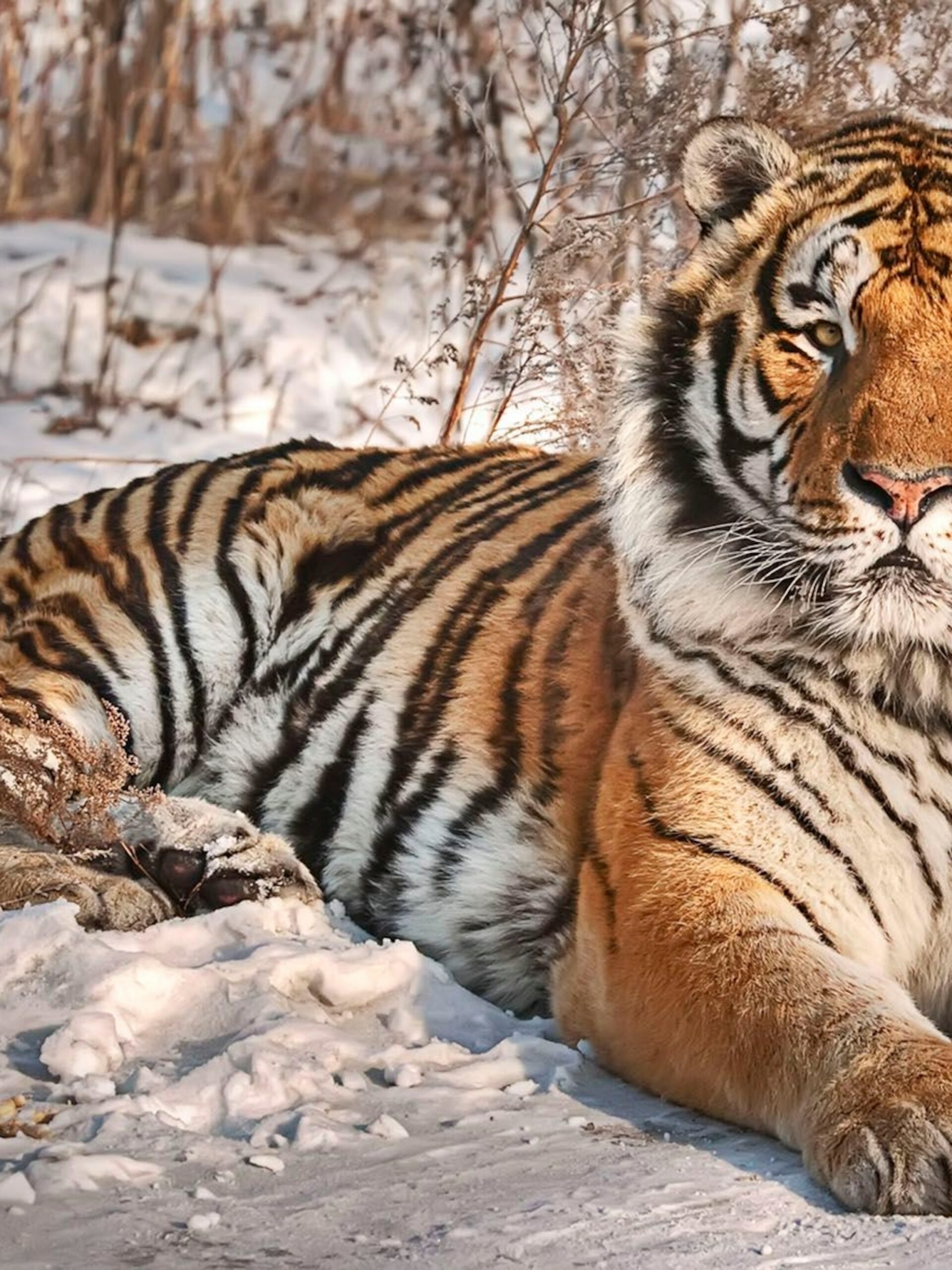 Siberian Tiger History, Facts, Size, Habitat, Classification & Much