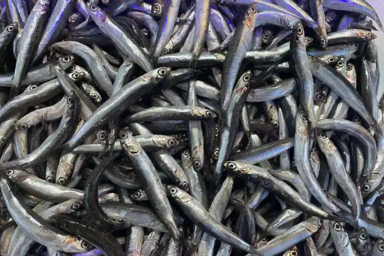 Anchovies