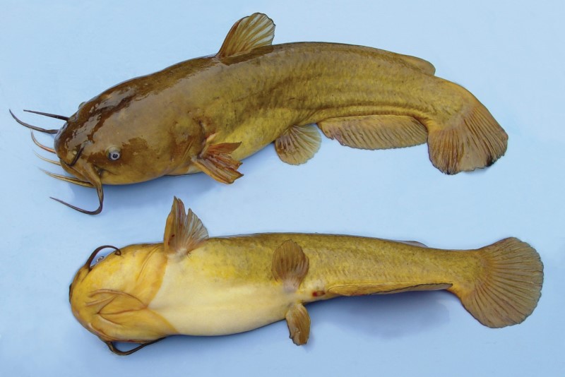 Yellow Bullhead Catfish: History, Facts, Size, Habitat, Classification 