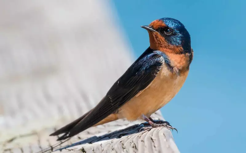 Habitat of Barn Swallow