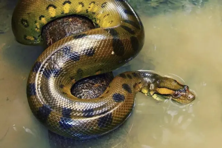 Anaconda