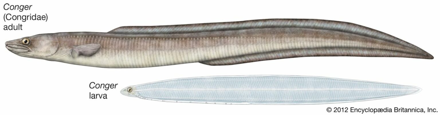 Conger Eel: History, Facts, Size, Habitat, Classification & Much More ...