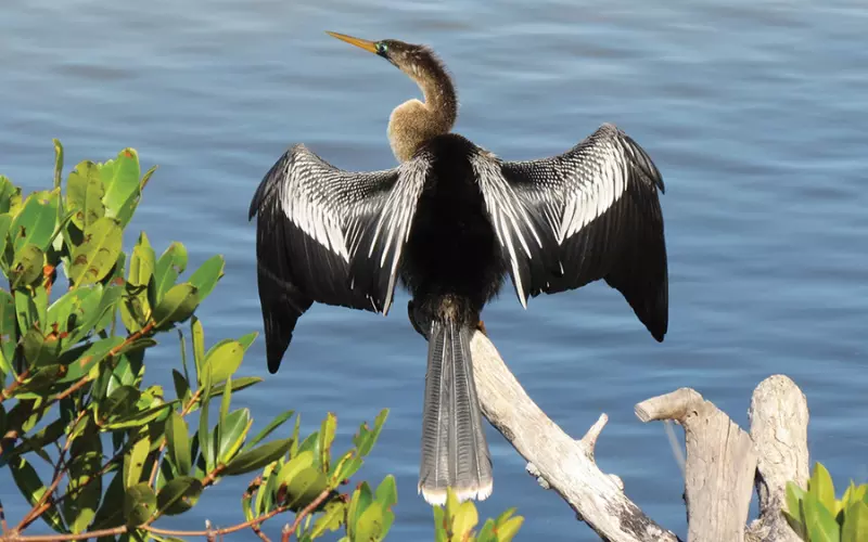 Amazing Facts About Anhinga