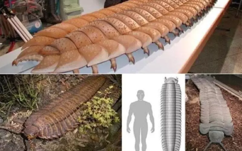 Amazing Facts About Arthropleura
