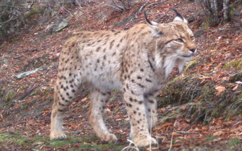 Amazing Facts About Balkan Lynx