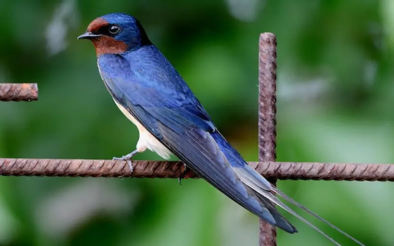 Amazing Facts About Barn Swallow