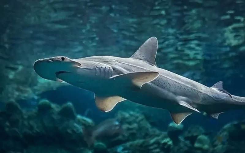 Amazing Facts About Bonnethead Shark