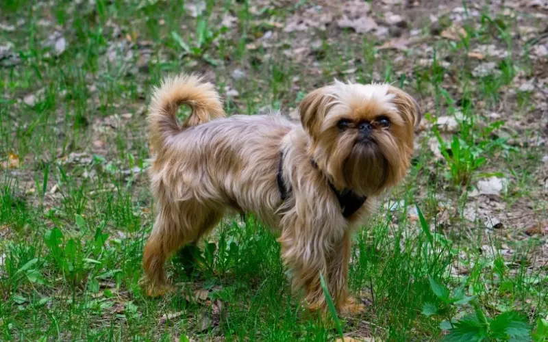 Amazing Facts About Brussels Griffon