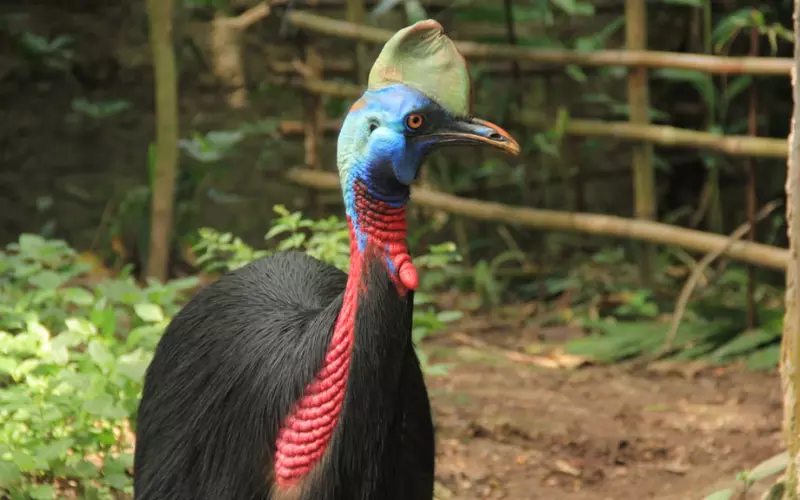 Amazing Facts About Cassowary