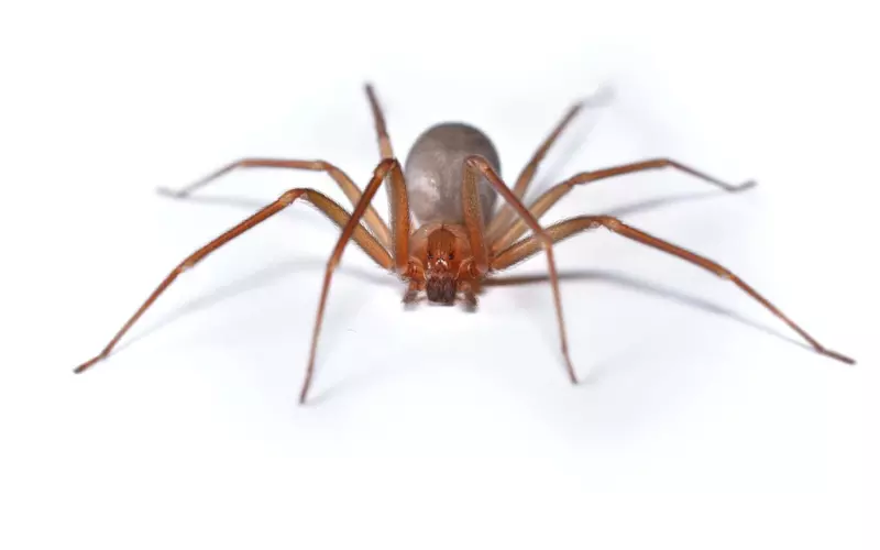 Amazing Facts About Chilean Recluse Spider