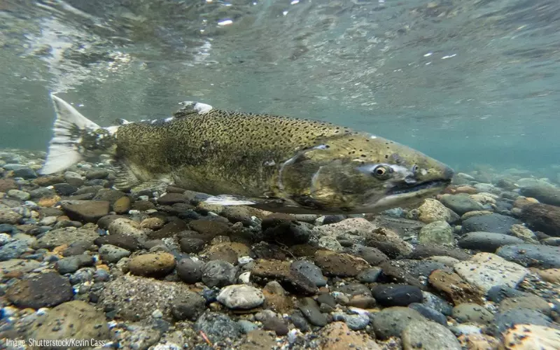 Amazing Facts About Chinook Salmon