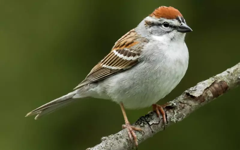 Amazing Facts About Chipping Sparrow