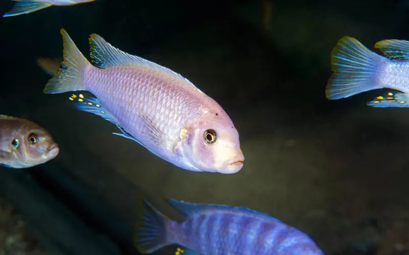 Amazing Facts About Cichlid