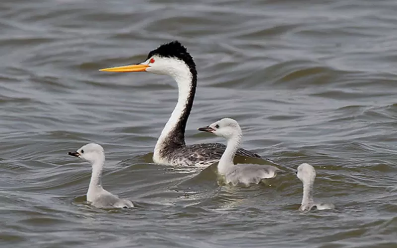 Amazing Facts About Clark’s Grebe