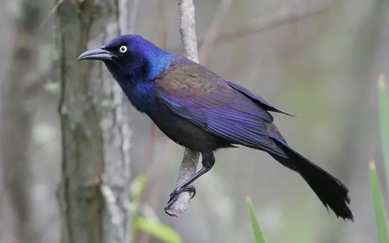 Amazing Facts About Common Grackle