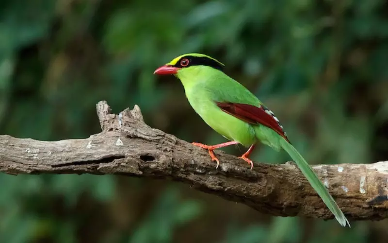 Amazing Facts About Common Green Magpie