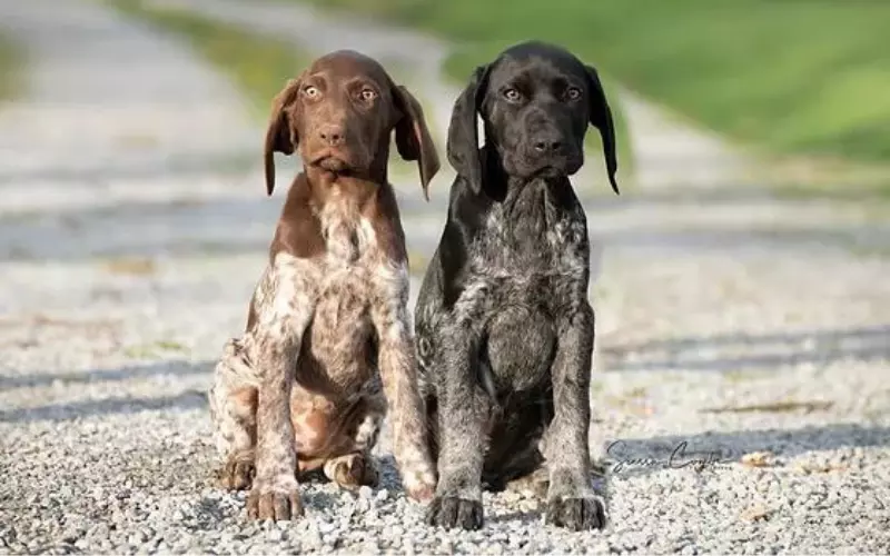 Amazing Facts About German Shorthaired Pointer