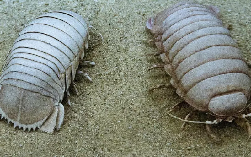 Amazing Facts About Giant Isopod