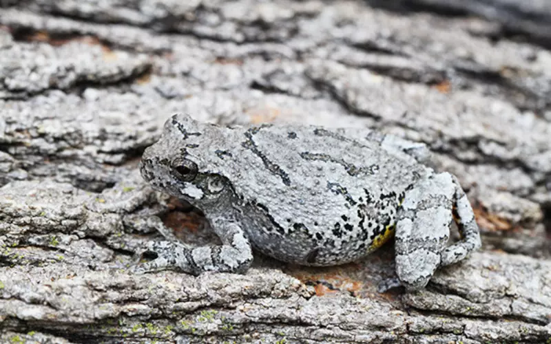 Amazing Facts About Gray Tree Frog