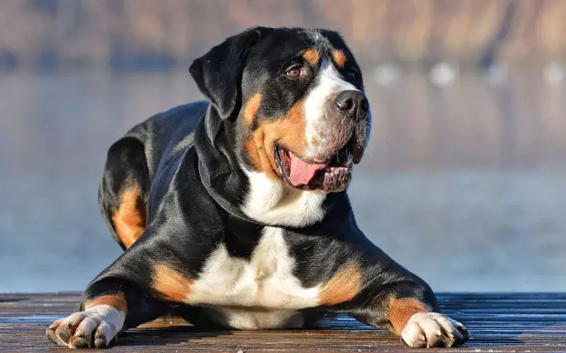 Amazing Facts About Greater Swiss Mountain Dog