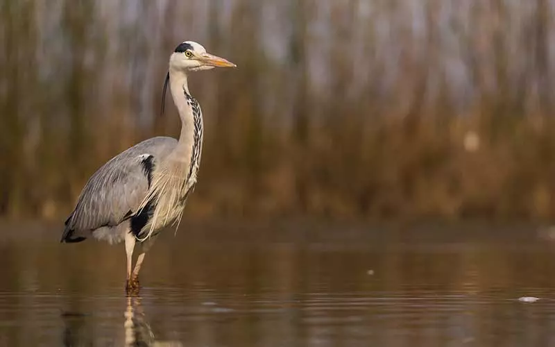 Amazing Facts About Grey Heron