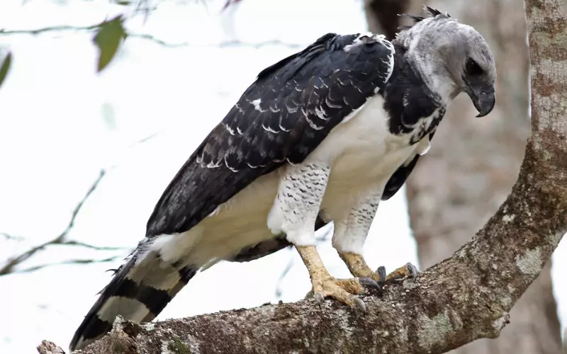 Amazing Facts About Harpy Eagle