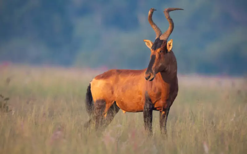 Amazing Facts About Hartebeest