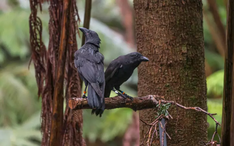 Amazing Facts About Hawaiian Crow