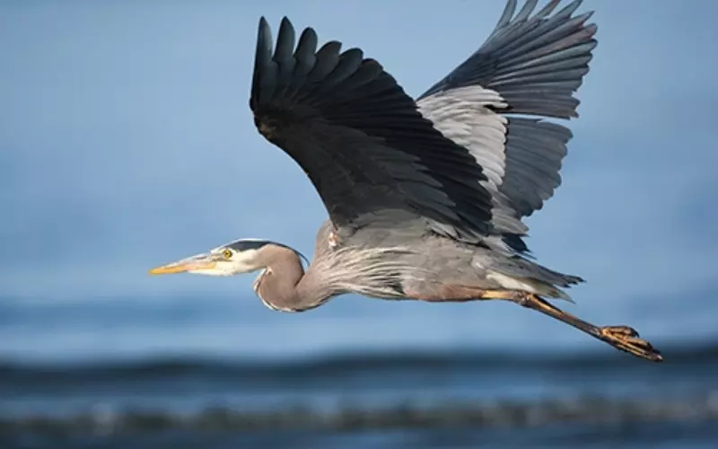 Amazing Facts About Heron