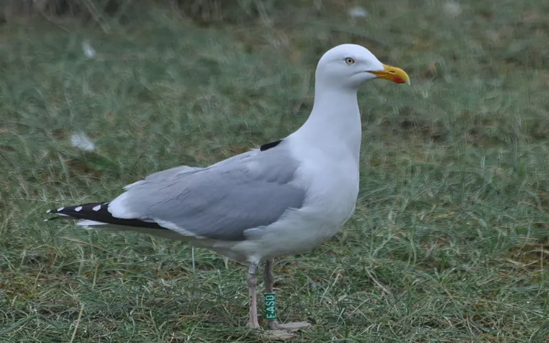 Amazing Facts About Herring Gull