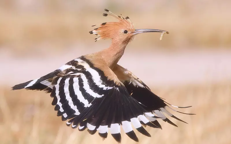 Amazing Facts About Hoopoe