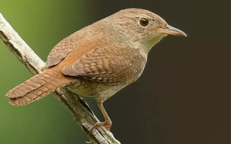 Amazing Facts About House Wren