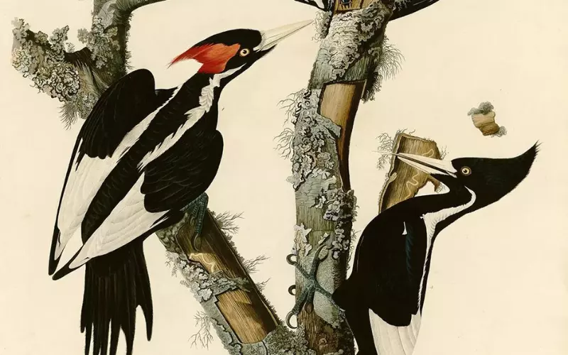 Amazing Facts About Ivory-Billed Woodpecker