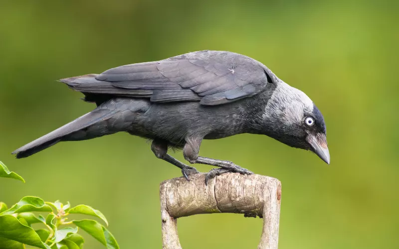 Amazing Facts About Jackdaw