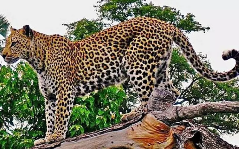 Amazing Facts About Javan Leopard