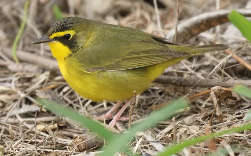 Amazing Facts About Kentucky Warbler