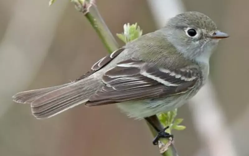 Amazing Facts About Least Flycatcher