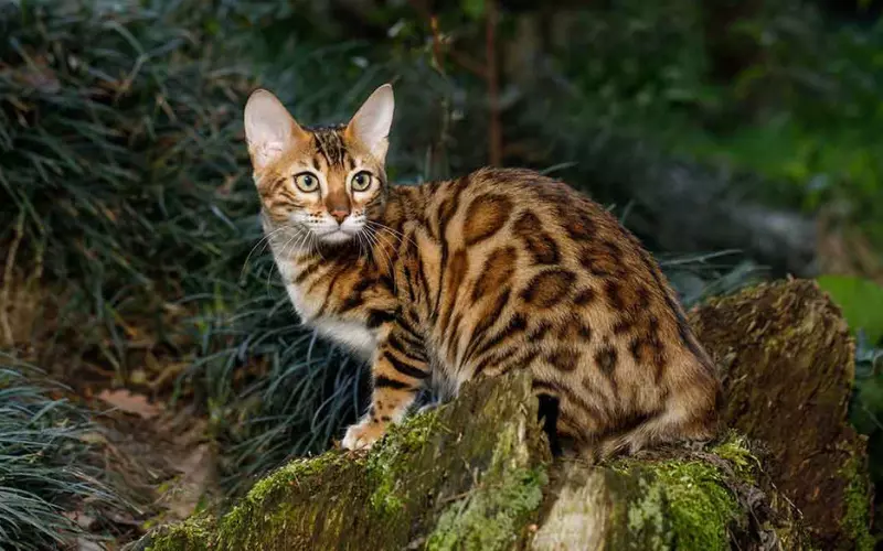 Amazing Facts About Leopard Cat