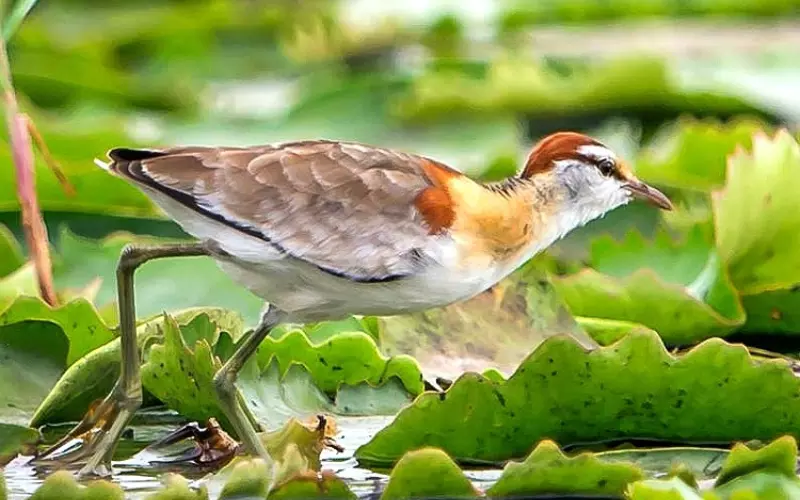 Amazing Facts About Lesser Jacana