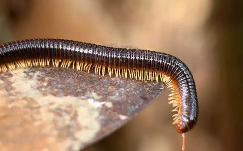 Amazing Facts About Millipede