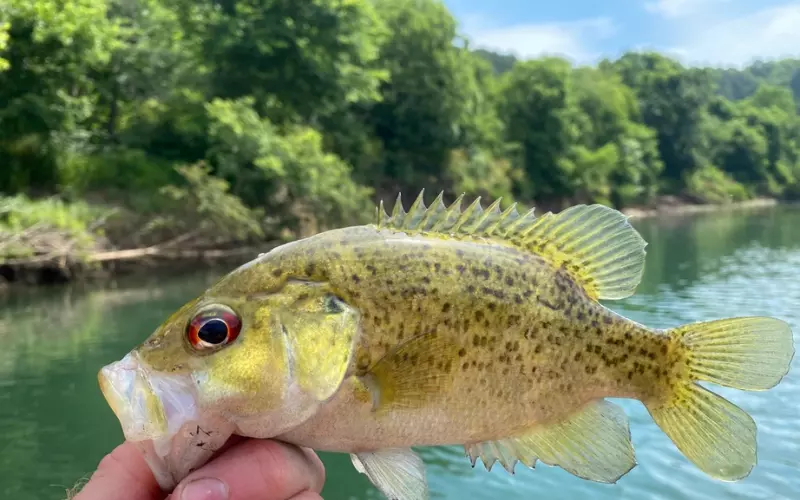 Amazing Facts About Ozark Bass