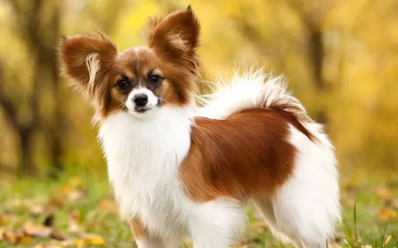 Amazing Facts About Papillon Mix