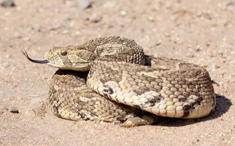 Amazing Facts About Puff Adder